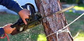 Best Tree Health Inspection  in West Columbia, SC