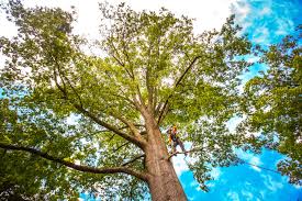 Best Seasonal Cleanup (Spring/Fall)  in West Columbia, SC