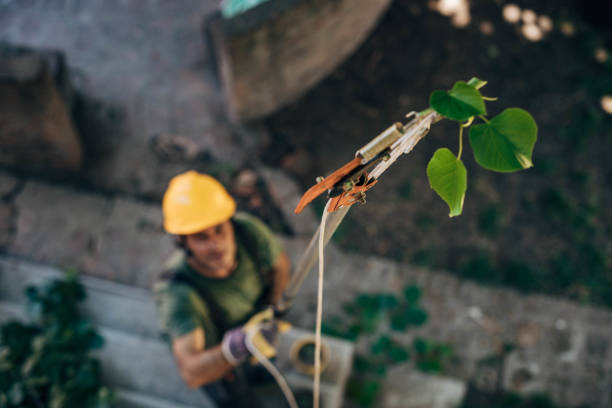 Best Commercial Tree Services  in West Columbia, SC
