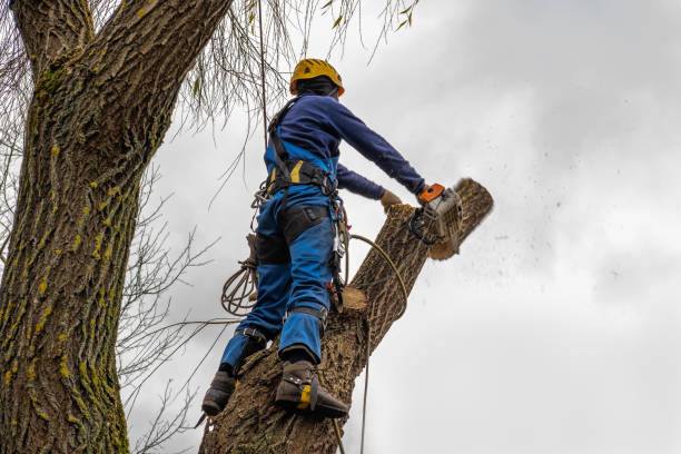  West Columbia, SC Tree Services Pros