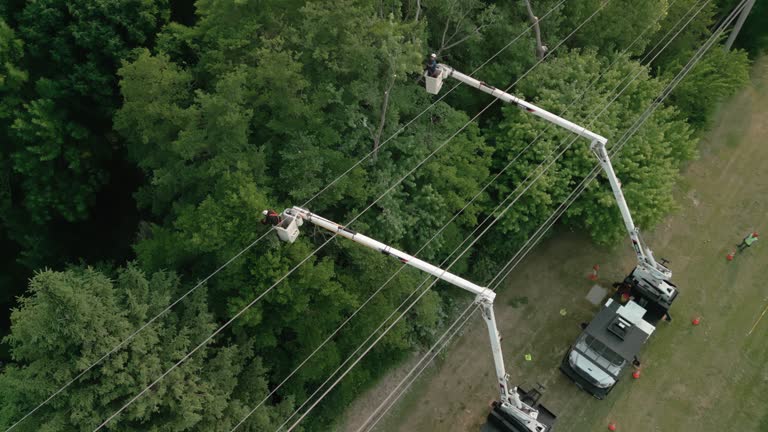 How Our Tree Care Process Works  in  West Columbia, SC