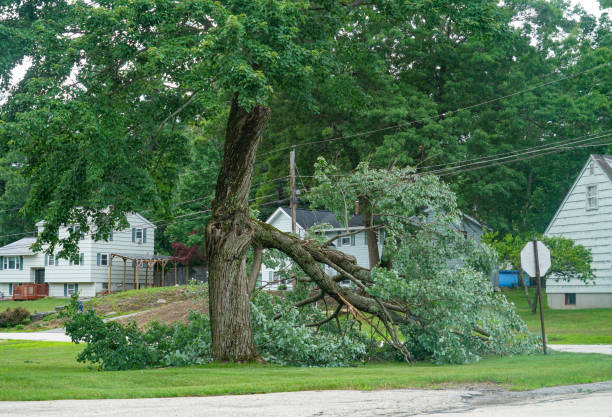 Best Tree Mulching  in West Columbia, SC