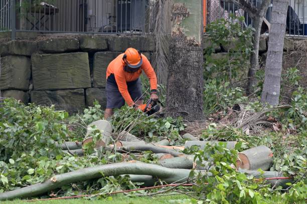 Best Storm Damage Tree Cleanup  in West Columbia, SC